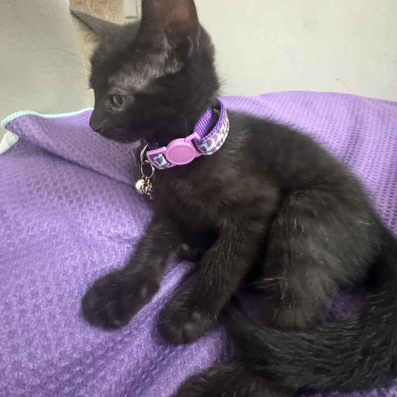 A baby small-sized female Domestic Short Hair cat named Periwinkle for adoption in Dallas, TX