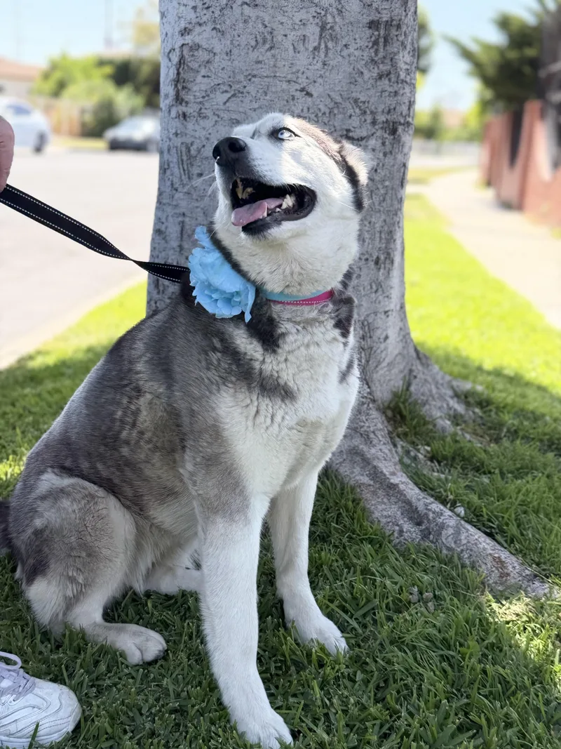 An adult medium-sized female White / Cream Husky dog named Emma for adoption in North Hollywood, CA