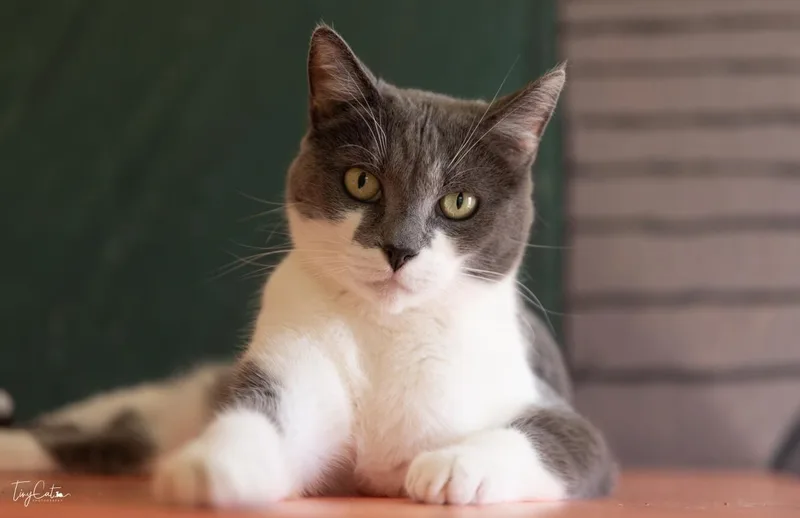 A senior medium-sized female Domestic Short Hair cat named Athena Lyon for adoption in Lincoln, CA