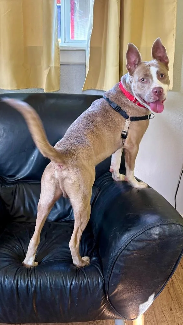An adult large-sized male Mixed Breed dog named Chancho for adoption in Austin, TX