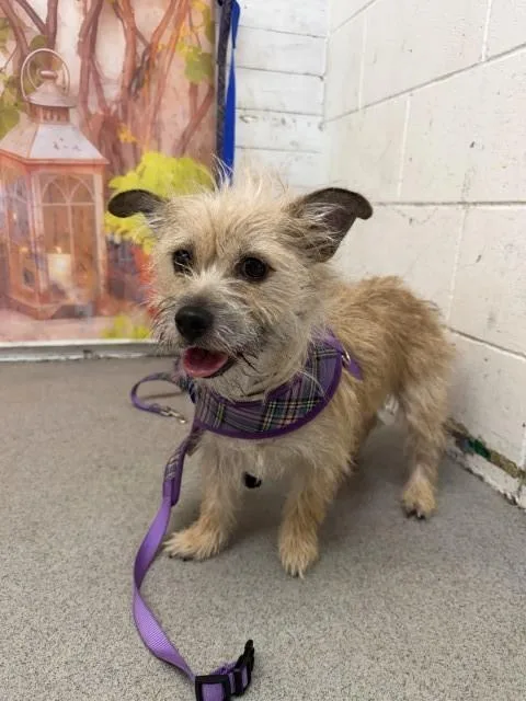 A young small-sized female Terrier dog named Ellie for adoption in San Bernardino, CA