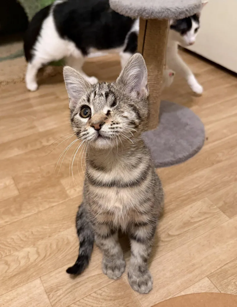 A baby medium-sized female Domestic Short Hair cat named Dolly for adoption in Hammond, LA