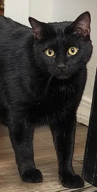 An adult large-sized male Black Domestic Short Hair cat named Mr. Pickle Bonded for adoption in Camden, TN