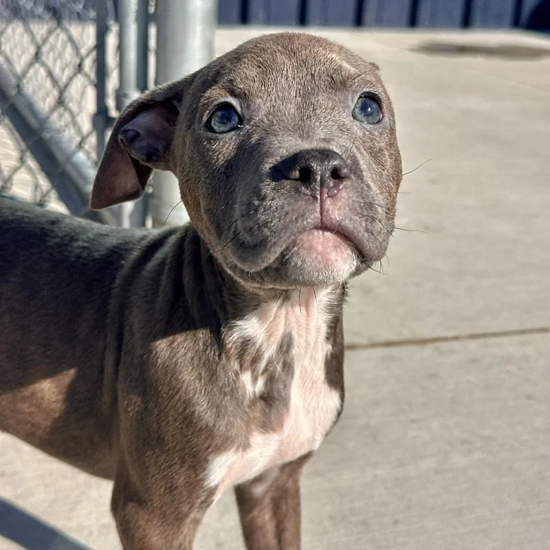 A baby small-sized female Gray / Blue / Silver Pit Bull Terrier dog named Squirrel for adoption in Matteson, IL