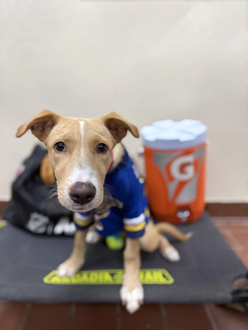 A baby medium-sized male Golden Retriever dog named Bruno for adoption in Lake Hopatcong, NJ