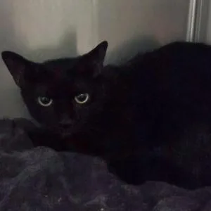 An adult medium-sized female Domestic Short Hair cat named Bumble for adoption in Worcester, MA
