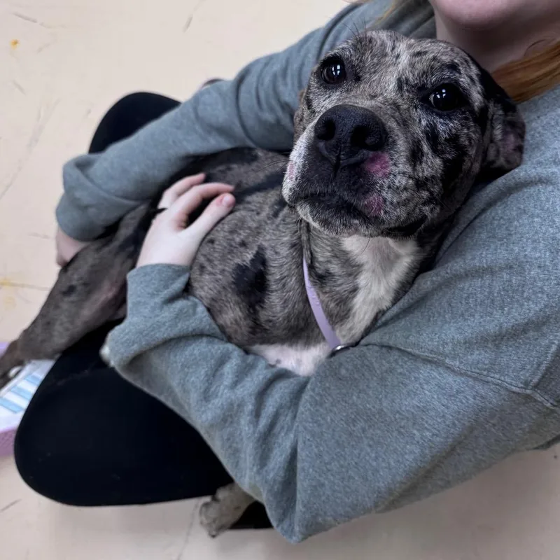 A young medium-sized female Black Mixed Breed dog named Pink Starburst for adoption in Winston-Salem, NC