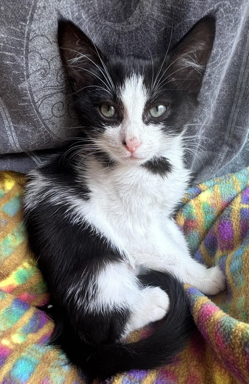 A baby medium-sized female Black & White / Tuxedo Domestic Short Hair cat named Juju Bean for adoption in San Luis Obispo, CA