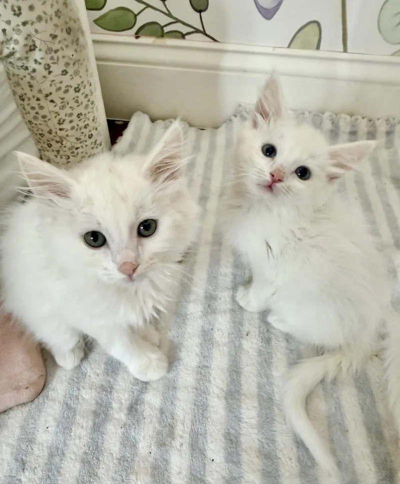 Fluff thumbnail 5