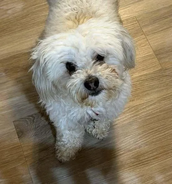 An adult small-sized male White / Cream Poodle dog named Qtip for adoption in Milton, DE