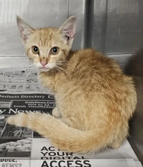 A baby small-sized female Domestic Short Hair cat named Nana for adoption in Chatsworth, CA