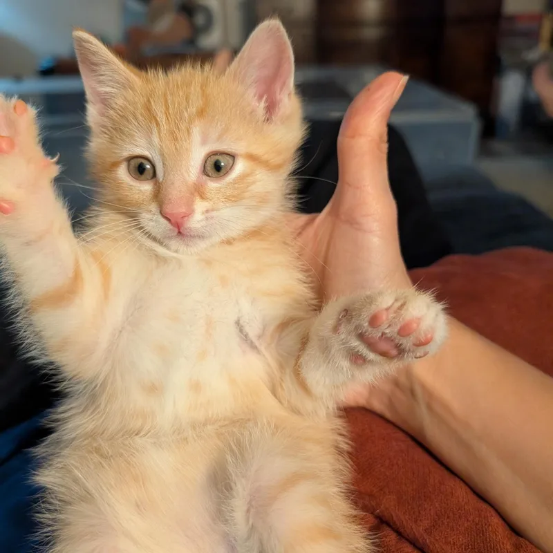 A baby medium-sized male Orange & White Domestic Short Hair cat named Biscotti for adoption in Bordentown, NJ