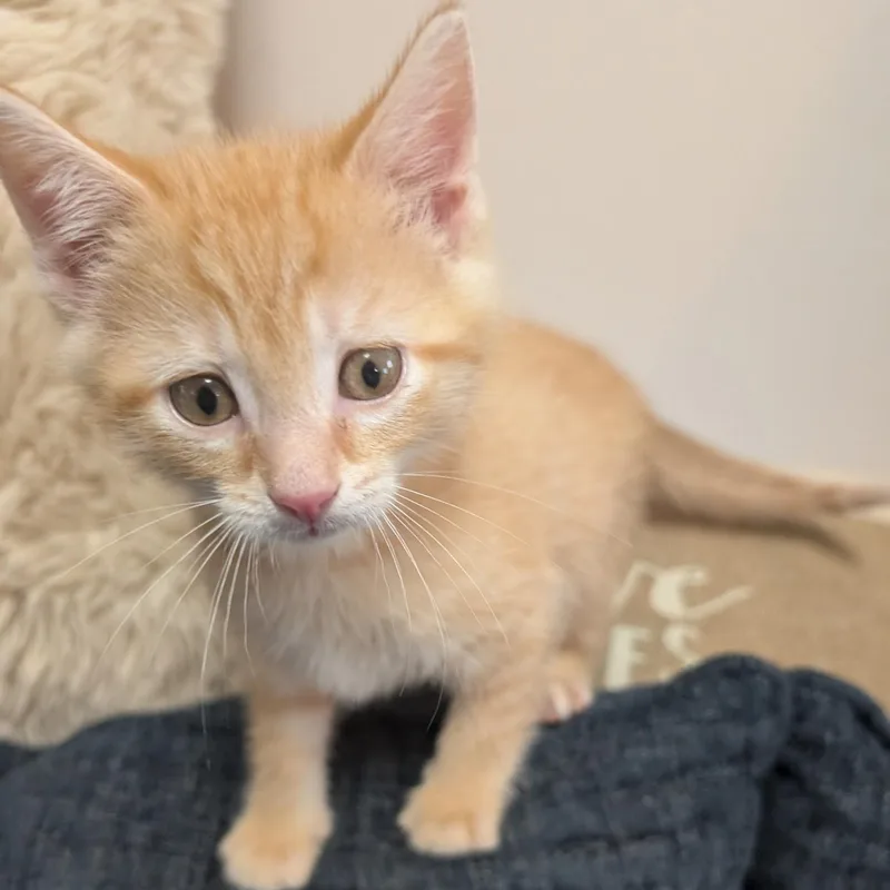 Biscotti thumbnail 2