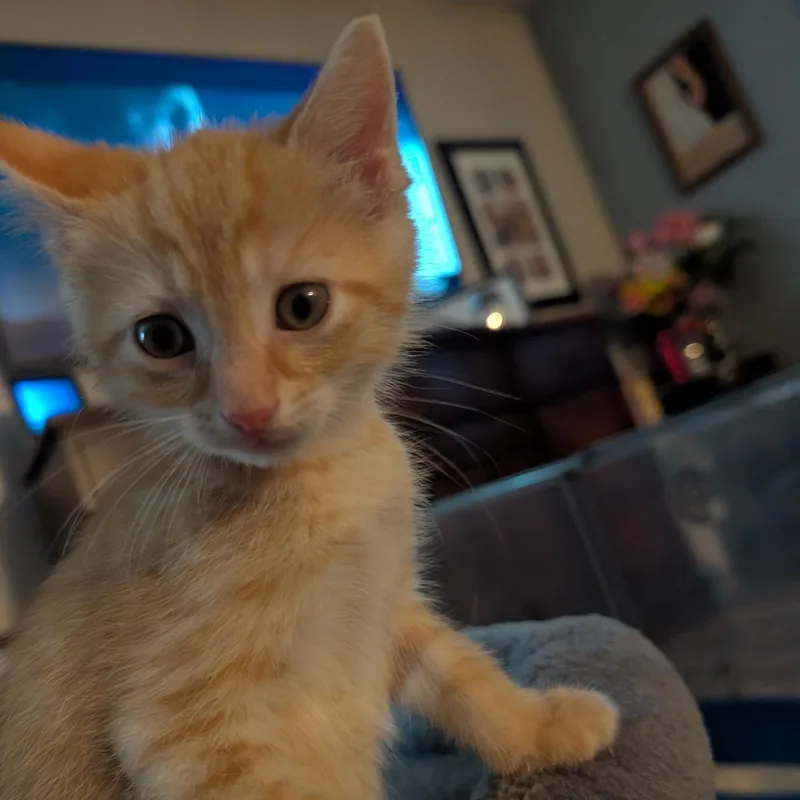 Biscotti thumbnail 3