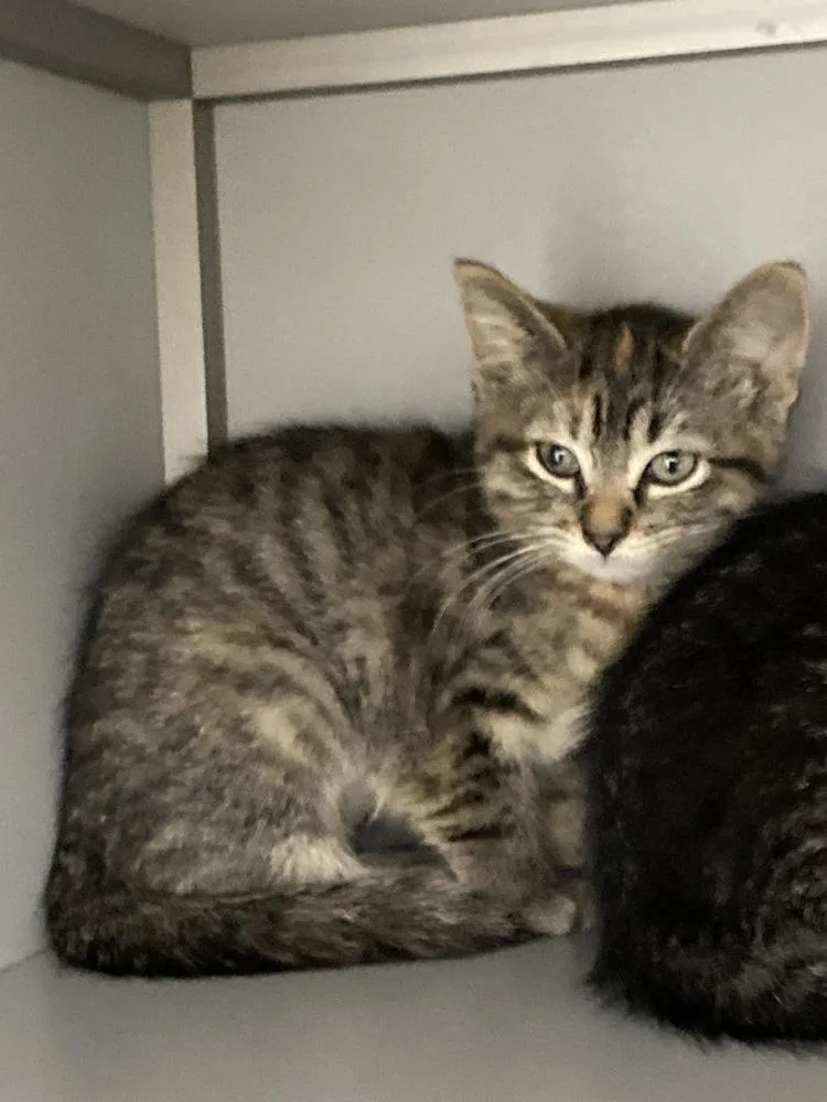 A baby small-sized female Tabby (Brown / Chocolate) Domestic Short Hair cat named Pancake for adoption in Anoka, MN