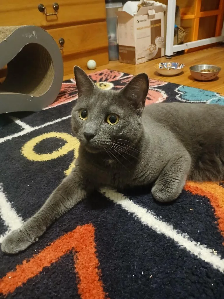 A young medium-sized male Domestic Short Hair cat named Rice for adoption in Pawtucket, RI