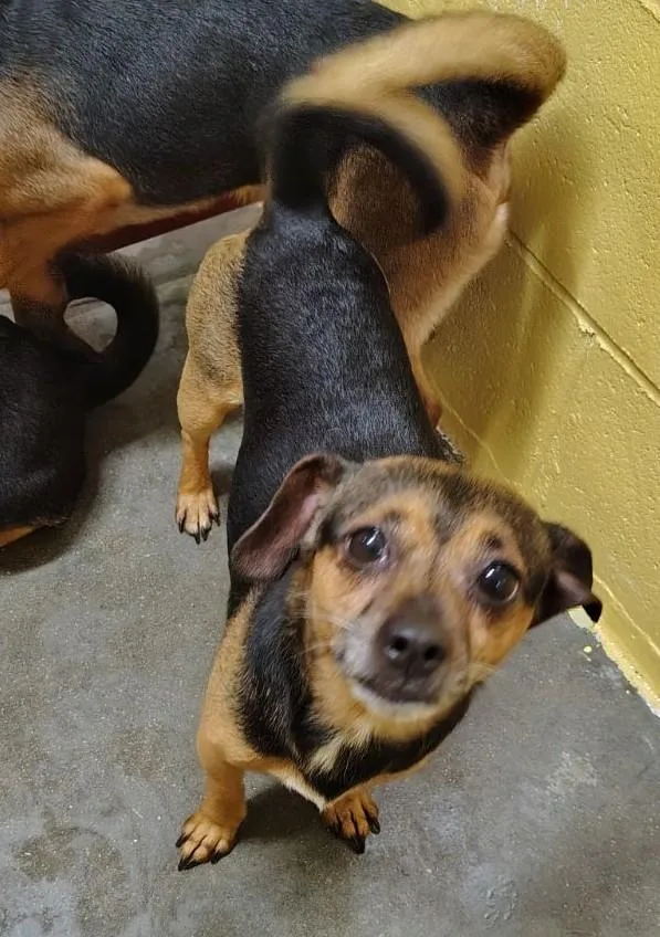 An adult small-sized male Bicolor Miniature Pinscher dog named Rocky for adoption in Wahpeton, ND