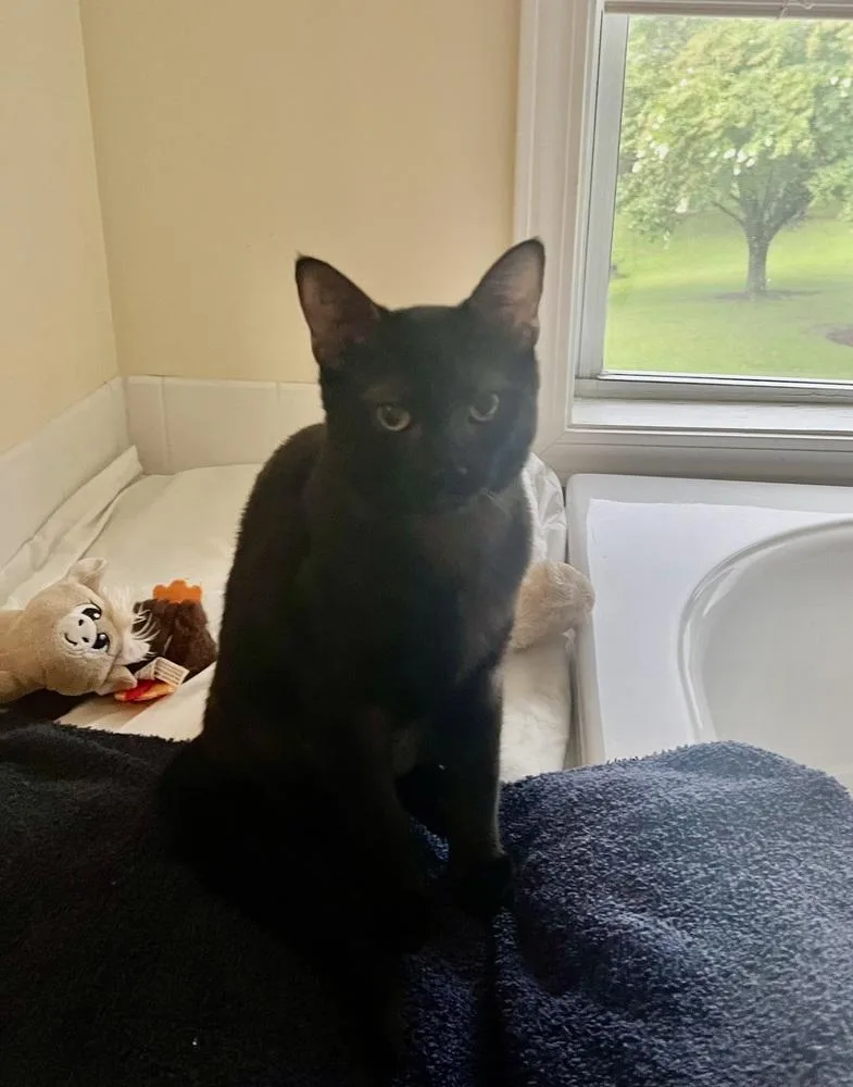 A young medium-sized male Black Domestic Short Hair cat named Linus for adoption in Kinston, NC