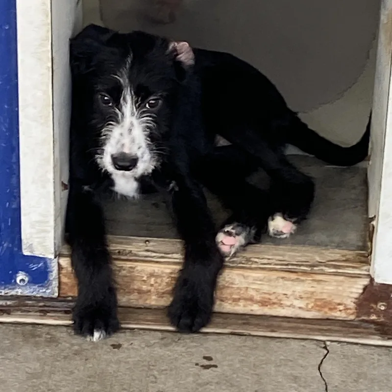 A baby medium-sized female Wirehaired Terrier dog named Minnie for adoption in Hartford, KY