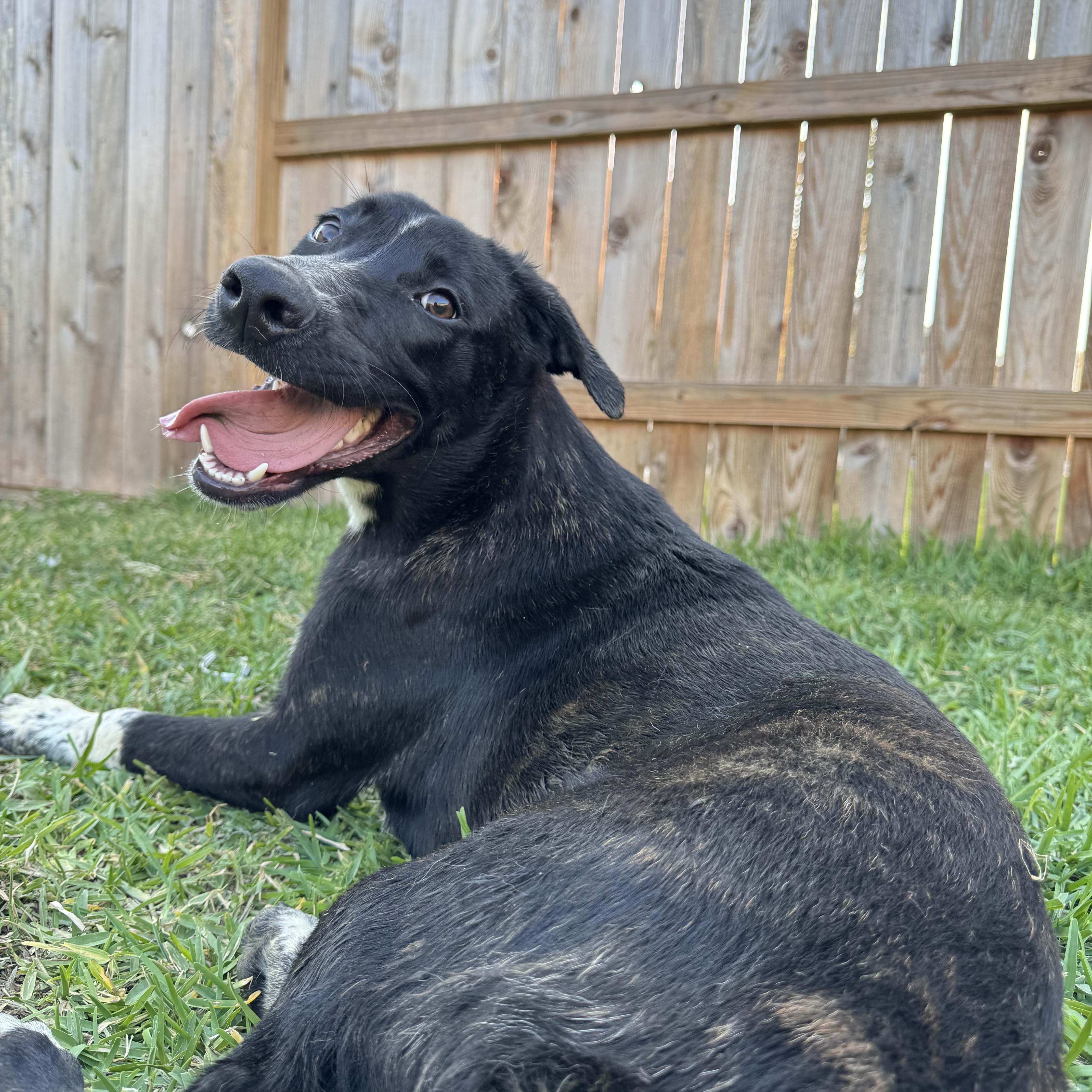 A young medium-sized female Brindle Labrador Retriever dog named Kimber for adoption in Richmond, TX