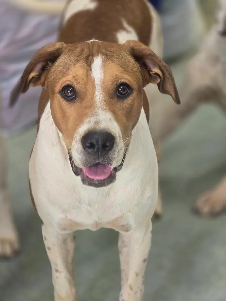 A baby medium-sized male Hound dog named Stanley for adoption in Danielsville, GA