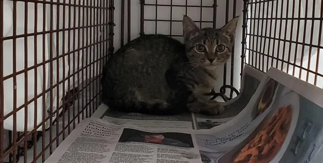 A baby small-sized female Domestic Short Hair cat named Violet for adoption in Fort Lauderdale, FL
