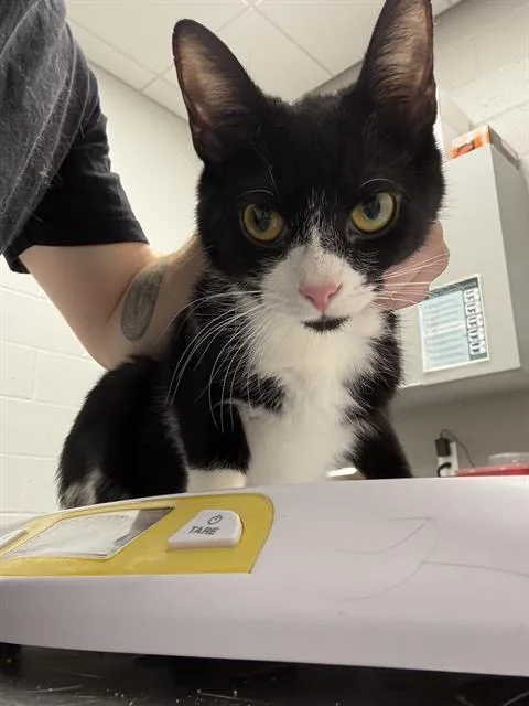 A young small-sized female Domestic Short Hair cat named Mittens for adoption in Indianapolis, IN