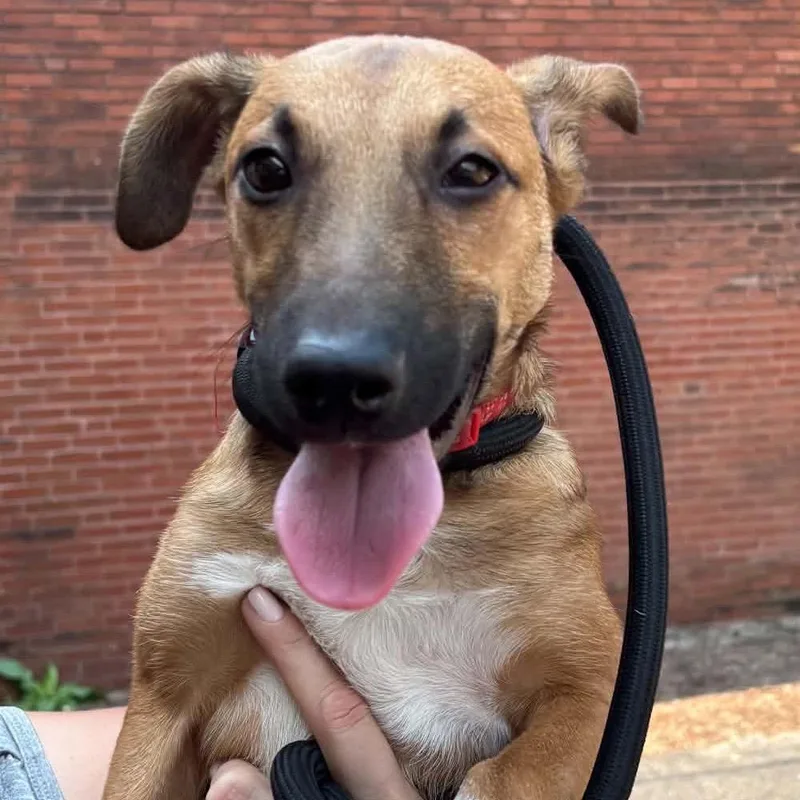 A young small-sized male Yellow / Tan / Blond / Fawn Belgian Shepherd / Malinois dog named Eddee for adoption in St. Louis, MO