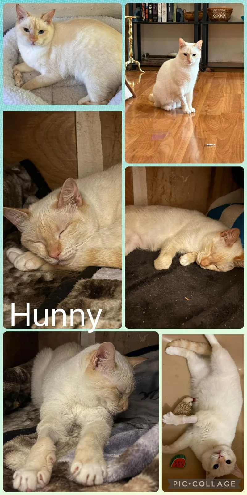 An adult medium-sized female Flame Point Domestic Short Hair cat named Hunny for adoption in Newberg, OR