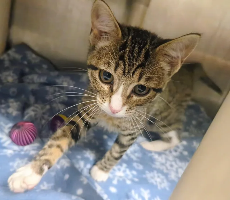 A baby large-sized female Tabby (Brown / Chocolate) Domestic Short Hair cat named Wynona for adoption in Springfield, IL