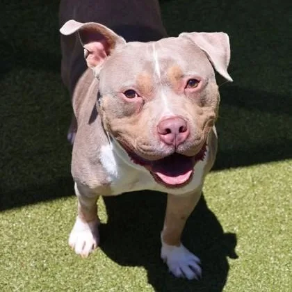An adult medium-sized male Mixed Breed dog named Honcho for adoption in Athens, GA