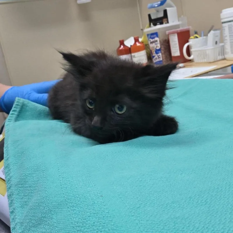 A baby small-sized female Black Domestic Long Hair cat named Black Opal for adoption in Tacoma, WA