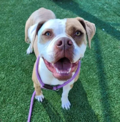 A young medium-sized female Mixed Breed dog named Melody for adoption in Los Angeles, CA