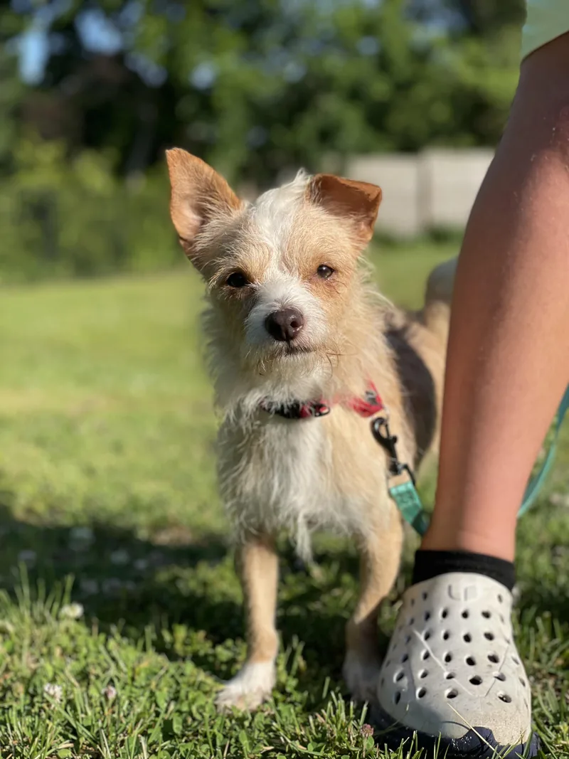 An adult small-sized male Chihuahua dog named King for adoption in University Place, WA
