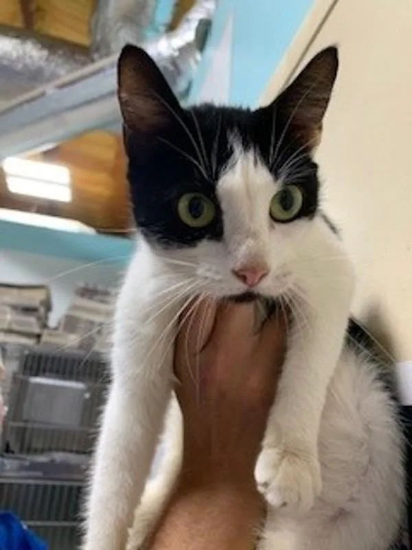 An adult medium-sized female Domestic Short Hair cat named Mindy for adoption in Dallas, GA