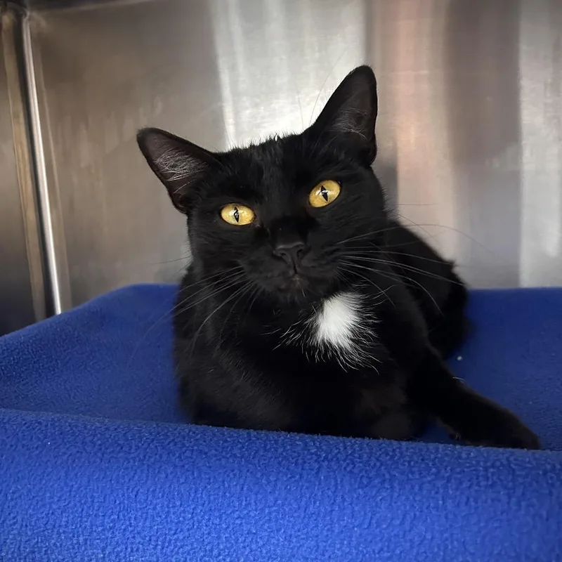 An adult medium-sized female Black Domestic Short Hair cat named Middie for adoption in Fort Wayne, IN