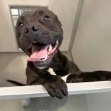 An adult medium-sized female Black American Staffordshire Terrier dog named Soda Pop for adoption in Joliet, IL