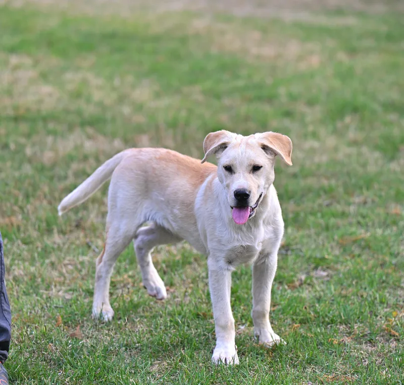 A baby medium-sized male Yellow / Tan / Blond / Fawn Labrador Retriever dog named Bode for adoption in Falmouth, ME