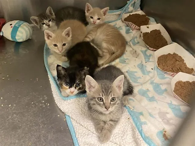 A baby small-sized female Domestic Short Hair cat named Mindy for adoption in Tustin, CA