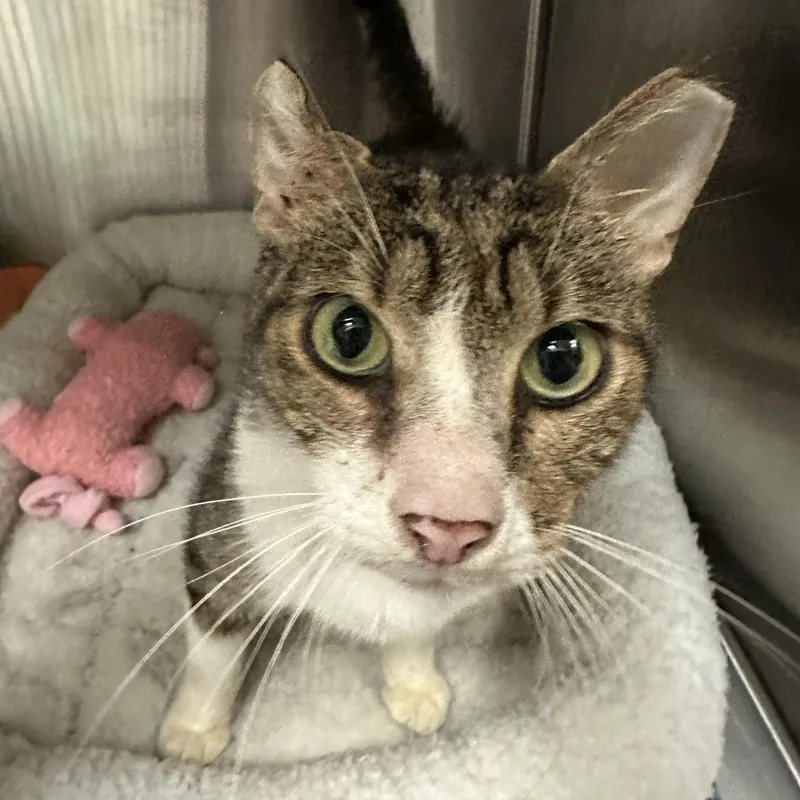 An adult large-sized male Tabby (Brown / Chocolate) Domestic Short Hair cat named Goku for adoption in Margate, FL
