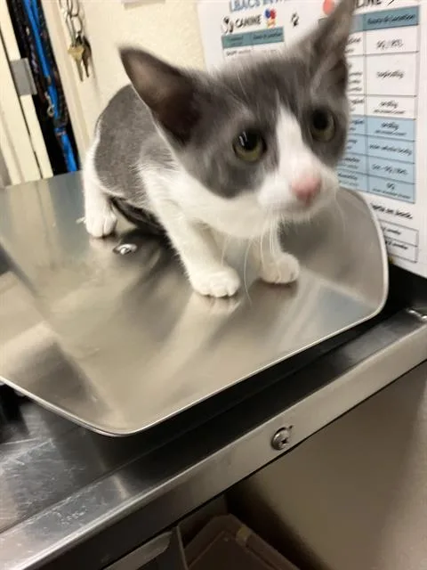 A baby small-sized female Domestic Short Hair cat named Pim for adoption in Long Beach, CA