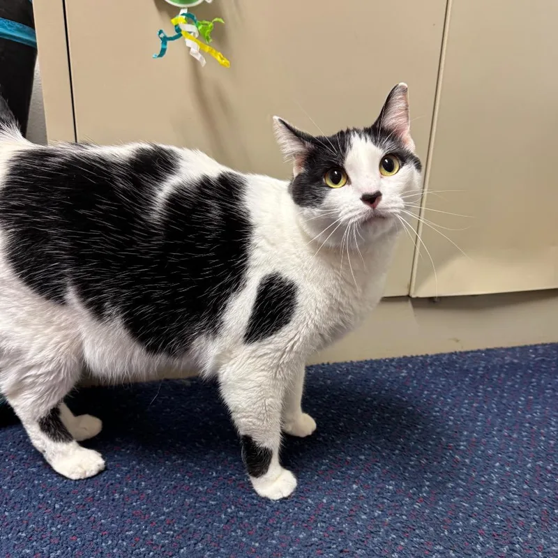 An adult medium-sized female White American Shorthair cat named Princess for adoption in Sullivan, IL