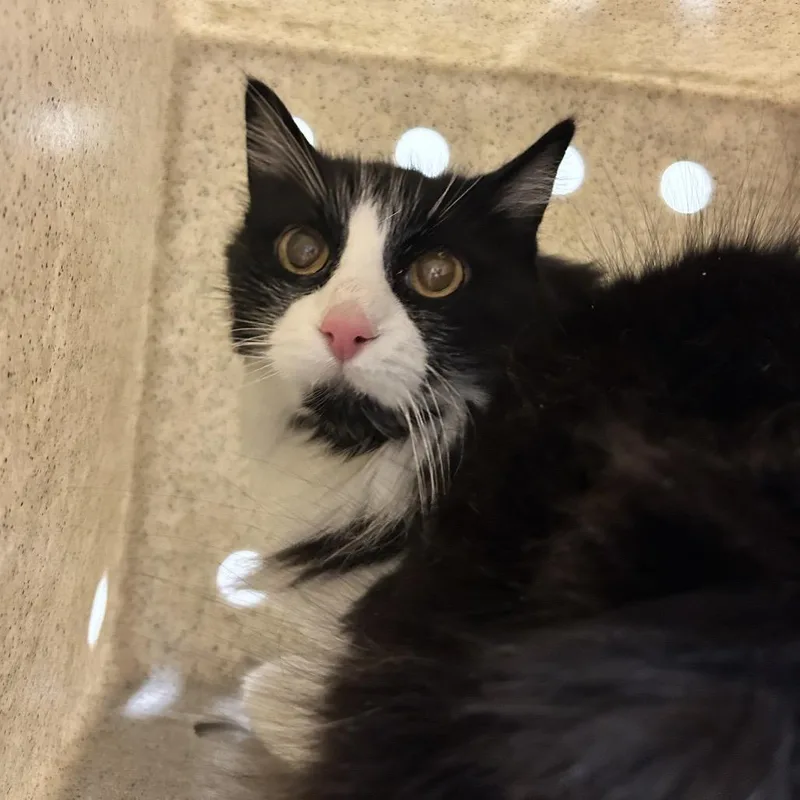 An adult medium-sized female Domestic Long Hair cat named Fluffy for adoption in Reno, NV