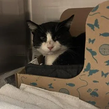 An adult large-sized male Domestic Short Hair cat named Vincent for adoption in Santa Barbara, CA