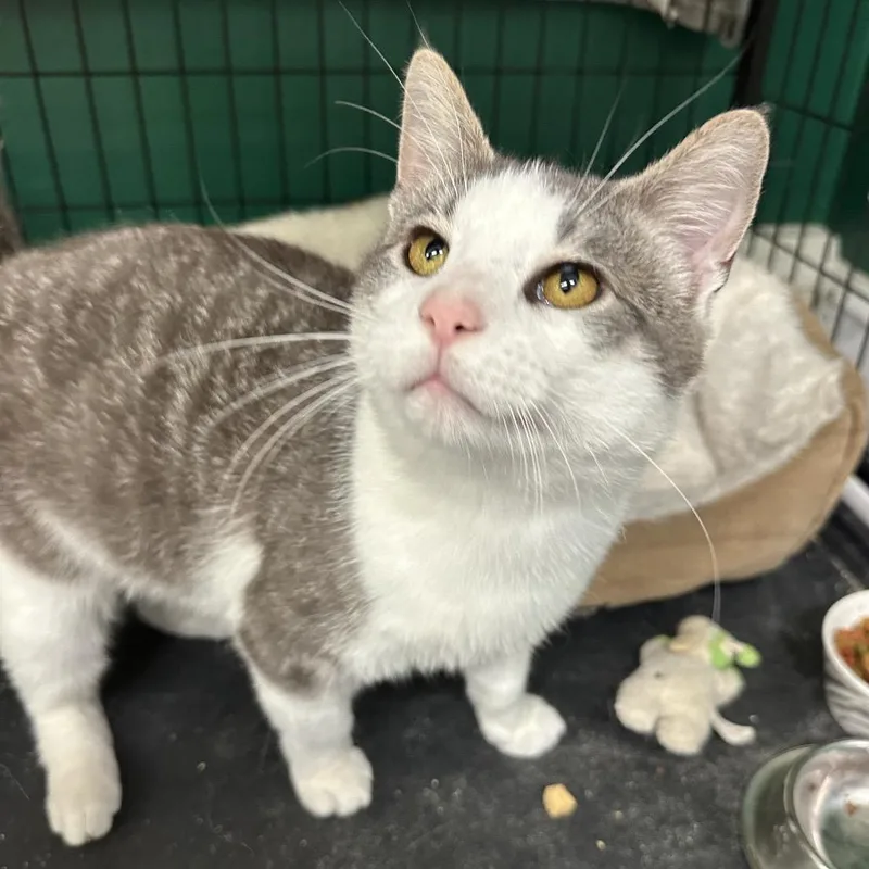 An adult medium-sized male Gray / Blue / Silver Domestic Short Hair cat named Garlic Bread for adoption in Mount Laurel, NJ