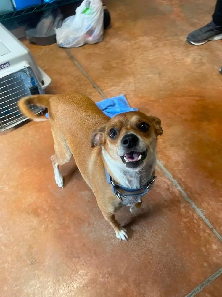 An adult small-sized male Chihuahua dog named Tobie for adoption in Bolivar, MO