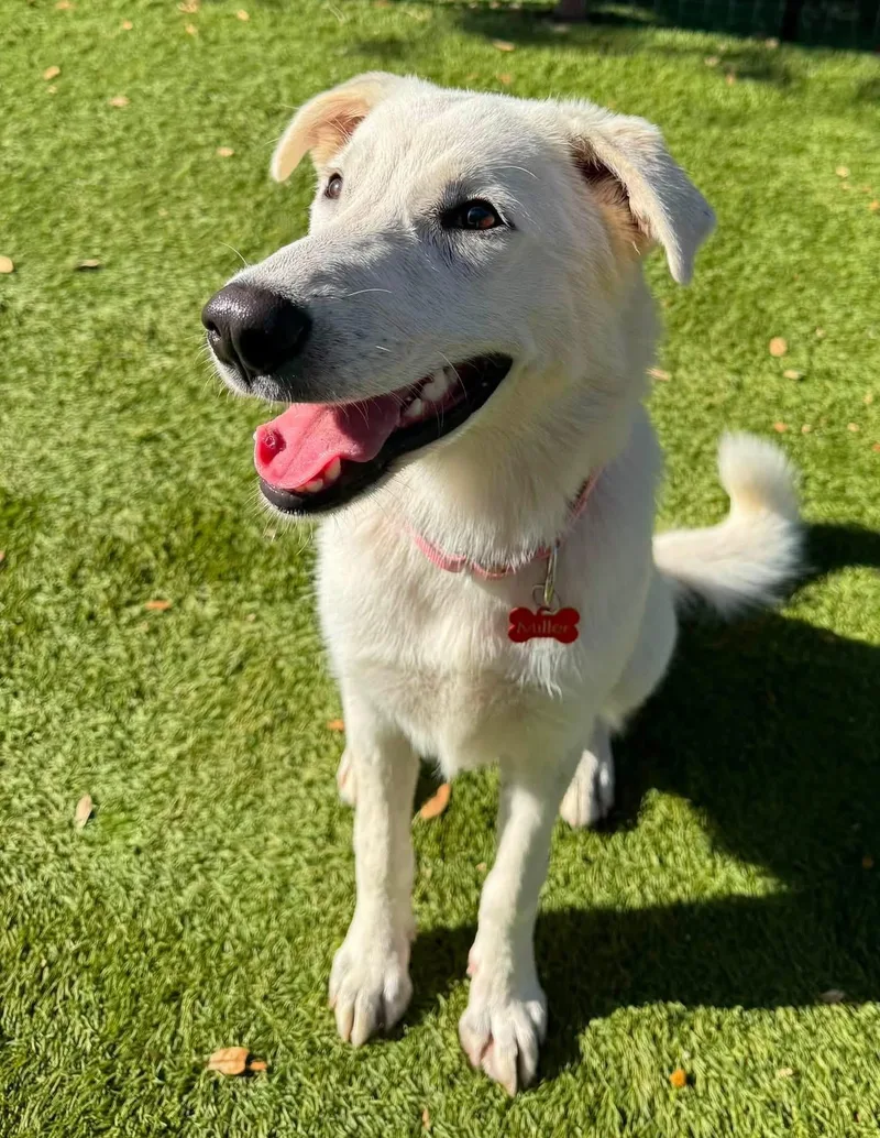 A young medium-sized female Labrador Retriever dog named Sugar Cookie for adoption in Keller, TX