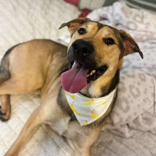 A young large-sized male Brown / Chocolate German Shepherd Dog dog named Luca for adoption in Edmond, OK