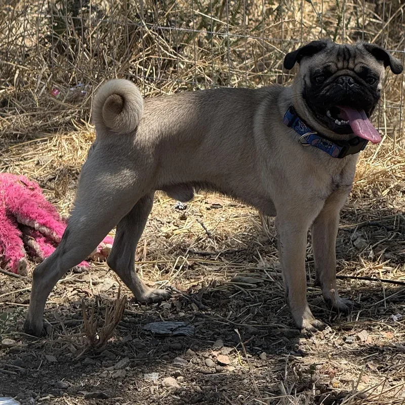 A young small-sized male Yellow / Tan / Blond / Fawn Pug dog named Mr. Handsome Stitch for adoption in Ridgefield, WA