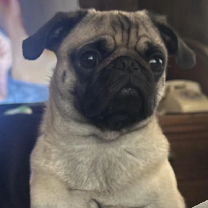 Mr. Handsome Stitch thumbnail 2